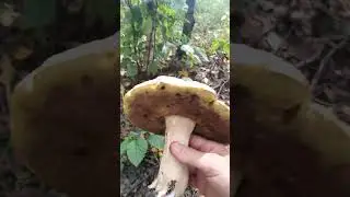 ✔🌳Нет, это белый🤍 гриб🍄✔  #deeprussia #mushroom #грибы