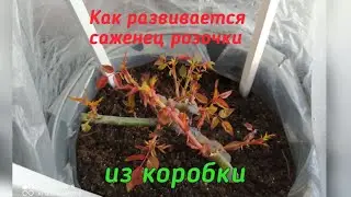 Как развивается саженец розочки из коробки.(2 часть) 09.02.21г.