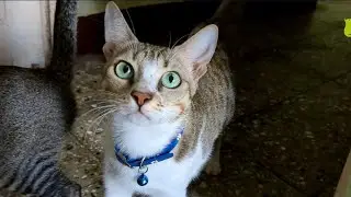 My Lovely Cats & Kittens 
