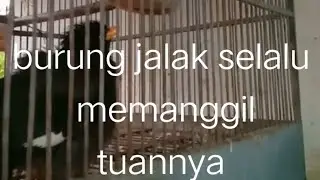 burung jalak mamnggil tuannya #shorts