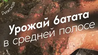 Урожай батата 🍠 в средней полосе!