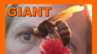 🐝 Dying suzumebachi Asian Giant Hornet 瀕死雀蜂 - Real Japan Monsters 日本のモンスター