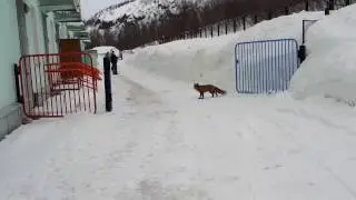 Лисичка у садика