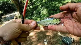 Pesca 🎣 con carnada y señuelo pasiante en rio