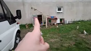 BÜTÜN KUŞLARIMI SATTIM! YENİ ÇOK DEĞERLİ KUŞLAR ALDIM.