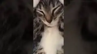 Cat petting | domestic cat 