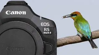 CANON EOS R5 Mark II TESTED and REVIEW Bird photography