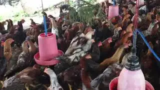 Country chicken farm vellor | KRP farm