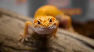 Lepidosauria: The Resilient Journey of Lizards from the Shadows of Dinosaurs to Survival Mastery