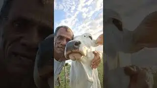 visitei a belinha