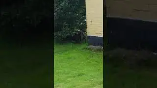 Наш Шарпик готовится к ЧМ 2018 😀😀😁👍