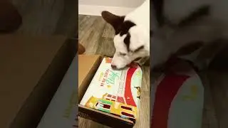 Tyrs July BarkBox #bordercollie #dogoftheday #puppy #barkbox