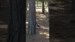Каспийск набережная живёт белка