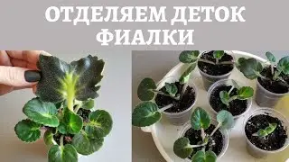Отделяем деток фиалки правильно! Справится даже новичок.