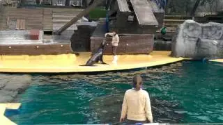 Sealion at Madrid zoo eating time
