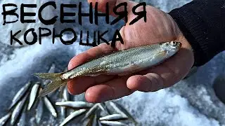 ЗАКРЫТИЕ СЕЗОНА ЗИМНЕЙ РЫБАЛКИ | БУХТА МИНОНОСОК ЛОВИМ КОРЮШКУ | ПРОХВАТ ПО БЕЗДОРОЖЬЮ |SUZUKI JIMNY