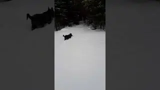 Из серии обучение щенка ВСЛ.