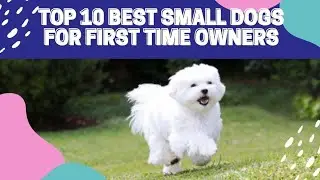 TOP 10 BEST SMALL DOGS FOR FIRST TIME OWNERS 🐶
