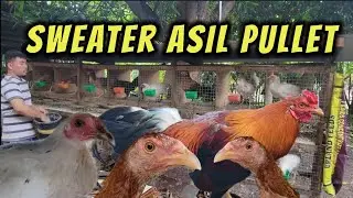 Sweater/Asil Pullets