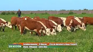 Hereford - La ganadería es rentable haciendo las cosas bien - Matías Pompar