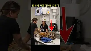 세계에서 가장 희귀한 호랑이