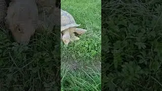 Wo bin ich in Oberbayern wenn ich diese große Schildkröte besuche?