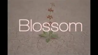 Blossom by Audiowarp