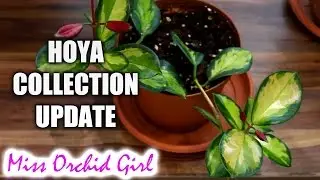 Hoya collection update