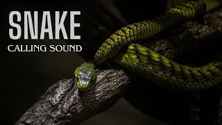 Snake Calling Sound