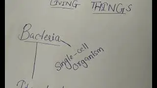 What is bacteria?