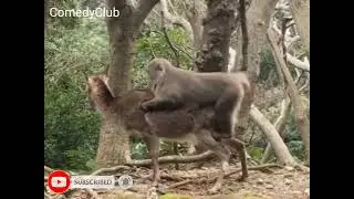 Japanese monkey forcefully Collins deer | Bollywood memes 2022 |