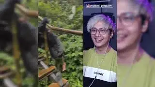 Cupang Kemasan Botol - Vidio Reaction