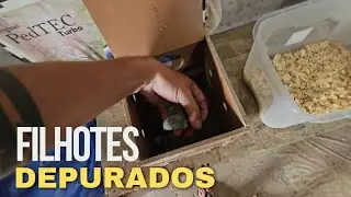 DAY TO TAKE OUT THE CHICKS TO BE TREATED IN THE FOOD | RING NECK COCKATAIL