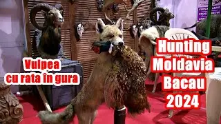 ... și o vulpe cu rața în gură! La Târgul dedicat vânătorilor de la Bacău
