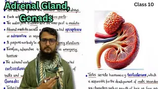 Adrenal Gland | Gonads | class 10