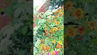 Любимые цветущие дорожки #сад #огород #дача #garden #nature