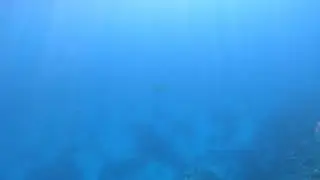 Marsa-Alam, Abu Dabbab, скат Пятнистый орляк