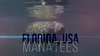 Underwater Photography - Manatees