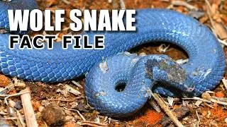 Wolf Snake Facts: the SNAKE with WOLF TEETH 🐍 Animal Fact Files