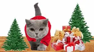 Funny Photoshop Trolls - Cat Transform Santa Claus - Merry Christmas 2020 !