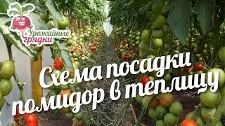 Схема посадки помидор в теплицу 