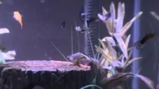 Fancy guppy 20g tank.