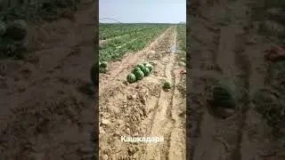 Узб да тарвуз сезон бошланди