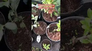 Рано обрадовались, как всегда! 