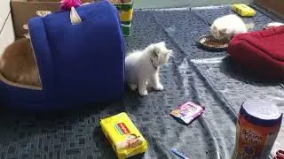Cute Cat