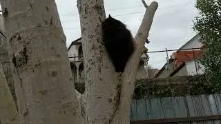 Сочи. Горное Лоо. Гуляем по своему участку. +10°C. 02.02.2022г.©