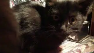 котята - сироты с огородов