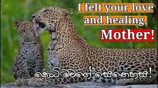 Top1 | mother and cub srilanka leopard behaviour | SL leopard: beyond the myth | Yala safari kamesh