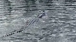American Alligator at Loxahatchee, Florida