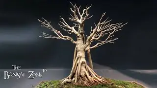 Ficus Friday Plus Gifts, Part 3/3, The Bonsai Zone, May 2023